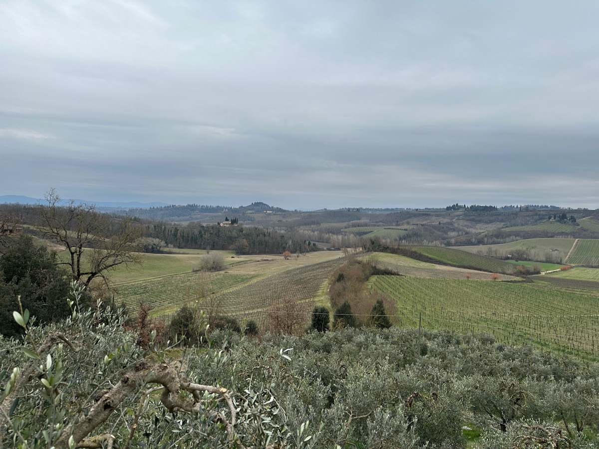 Vineyard visit — firsthand experience in the field