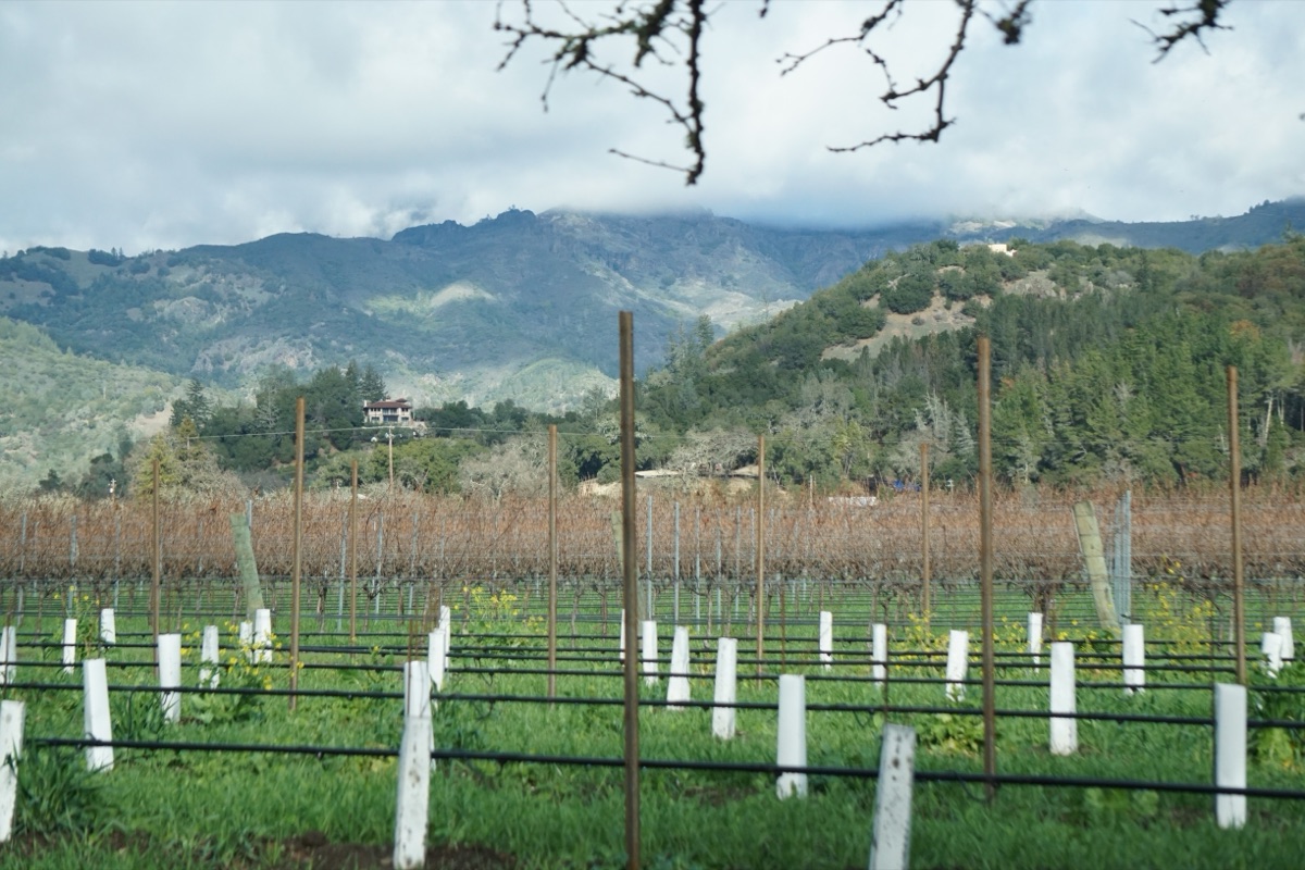 California wine country — Napa or Sonoma vineyard rows