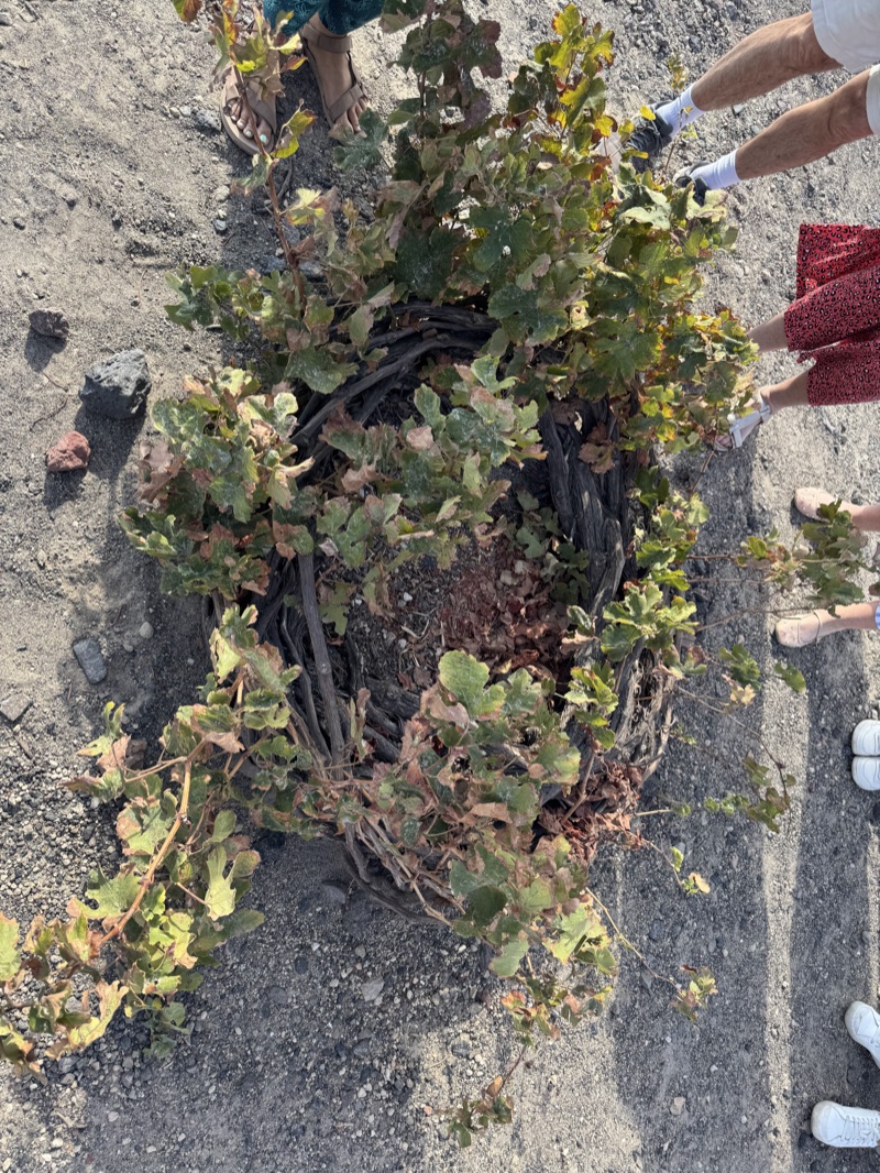 Santorini — basket-trained kouloura vines on volcanic pumice soil